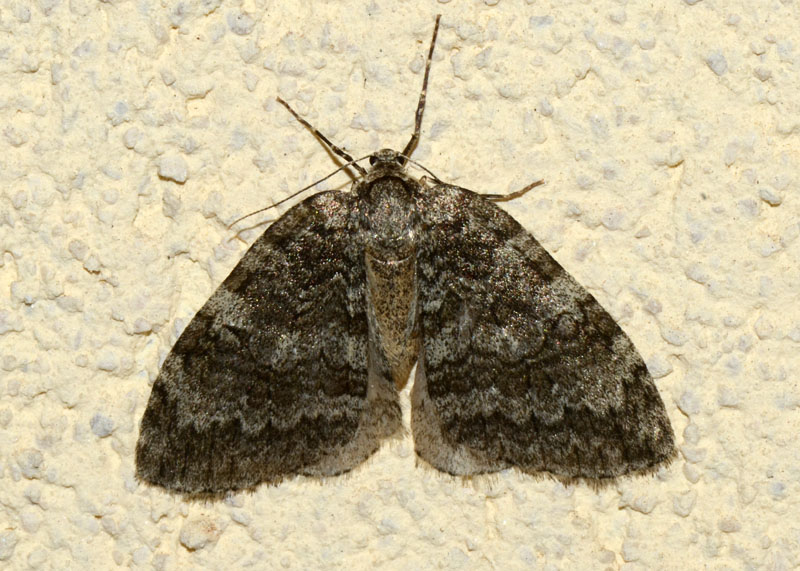 Geometridae genere Epirrita